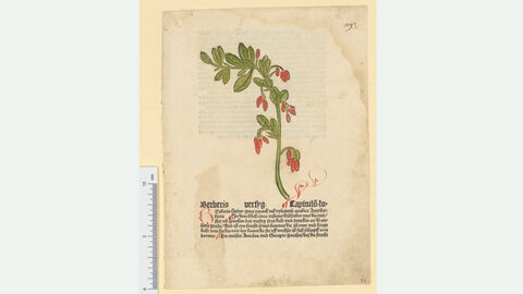 Book page with barberry plant and text. 